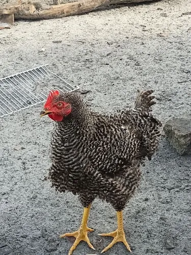 Frangos e pintinhos vários tamanhos