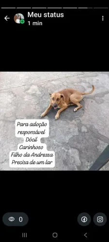 Cachorros para adoção 