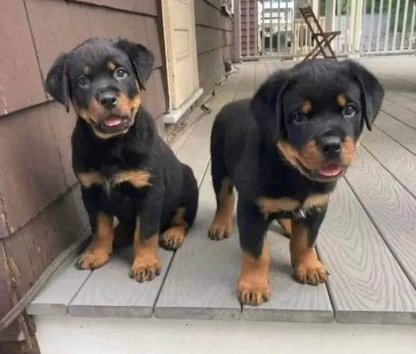 Filhotes de Rottweiler | Um convite para sorrir.