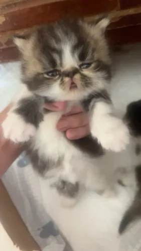GATOS PERSAS