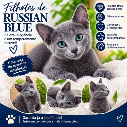 Últimos filhotes de Russian Blue