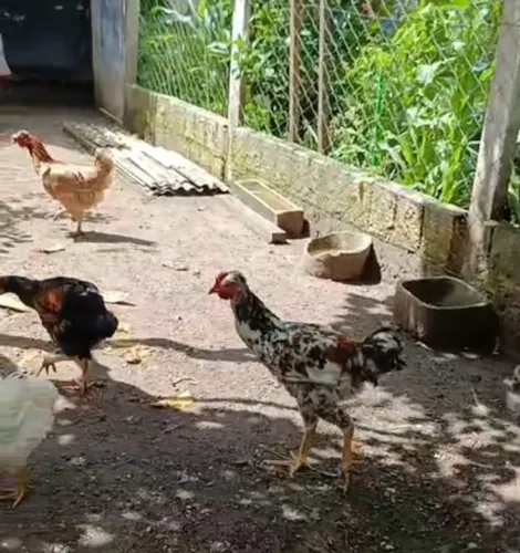 Lindo Frango GSB em CG