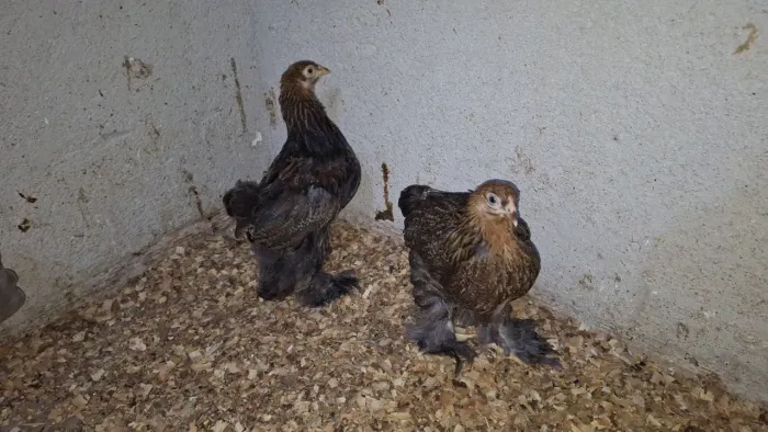 Casal brahma perdiz(idade 2 meses)
