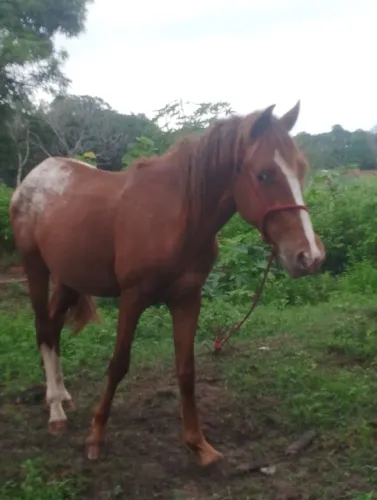 Cavalo a venda