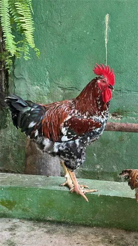 Frango Gsb