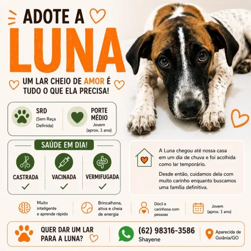 Cachorrinha filhote para adoção 