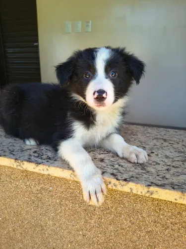 FÊMEA BORDER COLLIE