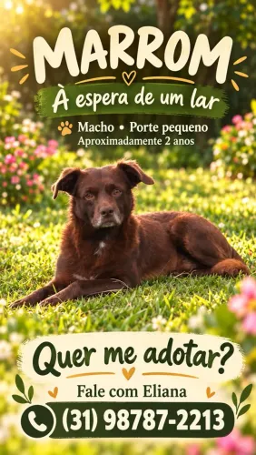 Cachorro macho Speniel