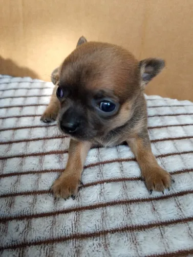 Filhote de chihuahua 