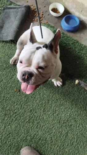 Vendo um American Bully