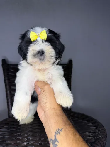 Shih tzu fêmea 