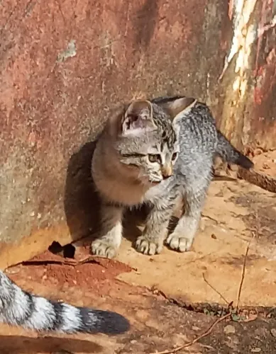 Doação desta gatinha!