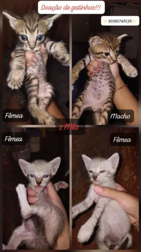 Gatinhos para a adoção 