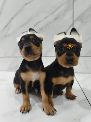 Pinscher fêmea