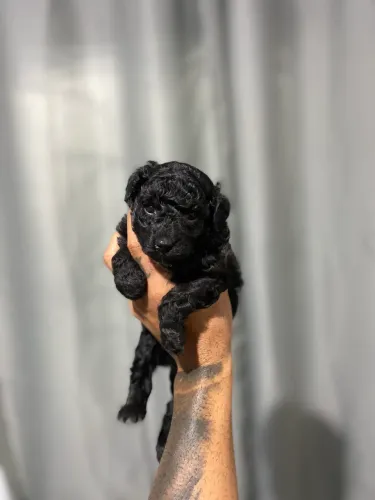 POODLE TOY - MACHO