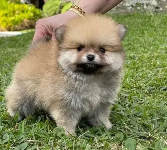Filhotes de Spitz Alemão disponível pra venda