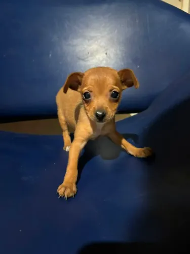 Cachorro pinsher 