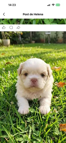 Procuro cão até $700