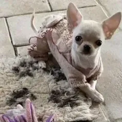 Chihuahua,Chihuahua Filhote Disponível Entrega Facilitada