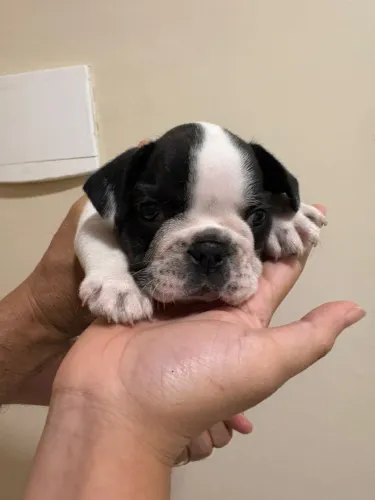 Filhotes de Bulldog Francês à venda!