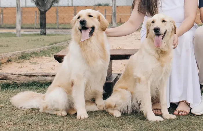 Filhotes de Golden Retriever - Lindos e Saudáveis