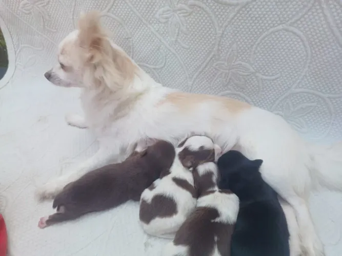 Chihuahua pelo longo macho Rio de Janeiro,nascidos em 28/08/26