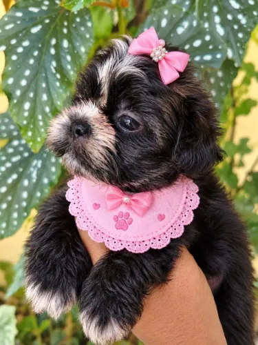 Filhote shihtzu