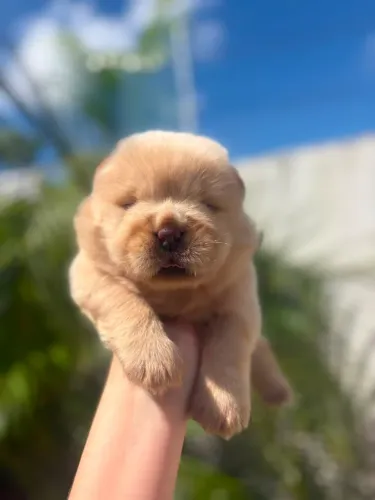 Chow chow creme