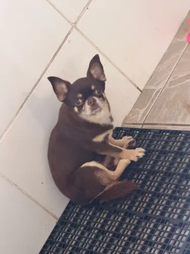Chihuahua para namorar/cruzar