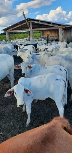 300 alqueires faz pronta há 230 km de Belém do Pará top a Fazenda