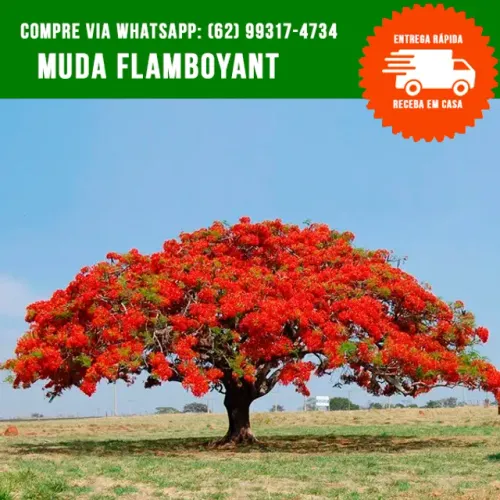 Muda de Flamboyant
