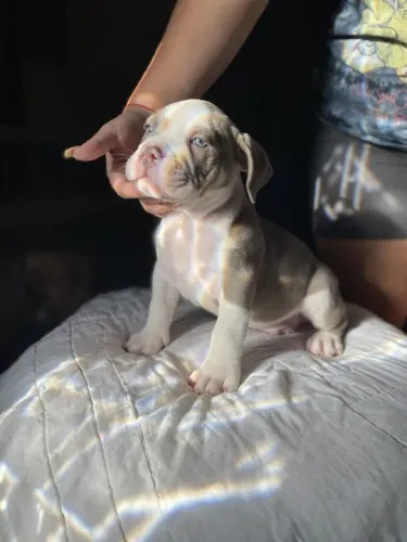 Filhote de Pitbull vai te alegrar só de ouvir o som das patas 