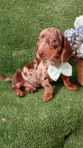 Teckel / Filhotes Entregamos vacinados 