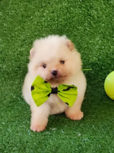 Spitz alemão macho anao $2.200,00