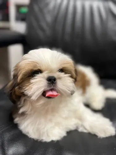 Shih-Tzu Minúsculos fêmeas a venda!! 