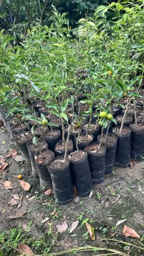 Mudas de Laranjeiras/ kikan