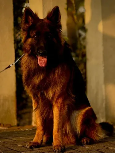 Pastor alemão à procura de uma namorada!!!