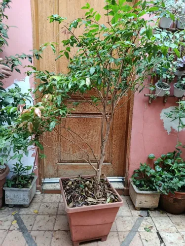 Muda de jabuticabeira 