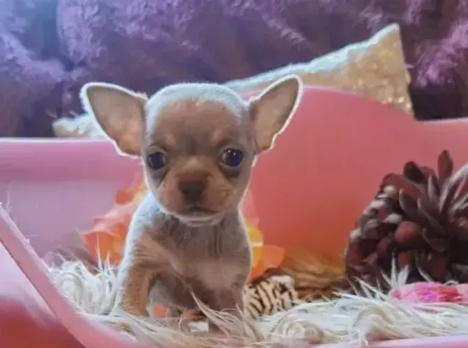 Chihuahua Macho Beige: Personalidade em Cada Passo!