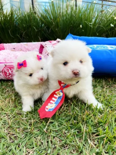 Lulu da Pomerania anão
