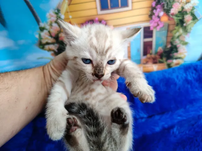 Bengal Snow Lynx