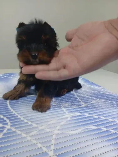 Filhotes Excepcionais para Pessoas Excepcionais YORKSHIRE MACHO