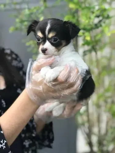 Chihuahua- Vendemos com responsabilidade: contrato + vacinação!