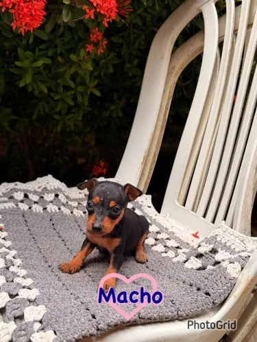 Pinscher 