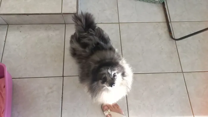 Fêmea lulu da Pomerania 2 anos