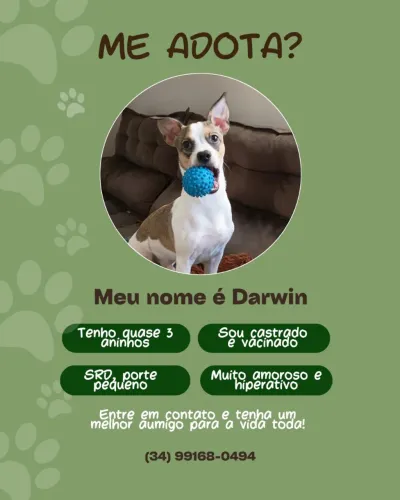 ADOÇÃO CACHORRO PORTE PEQUENO 