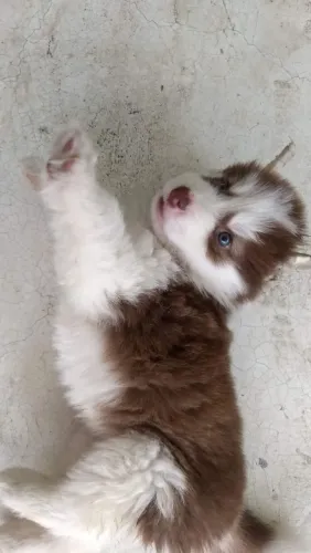 Husky siberiano Esse cachorrinho não procura dono, procura uma família