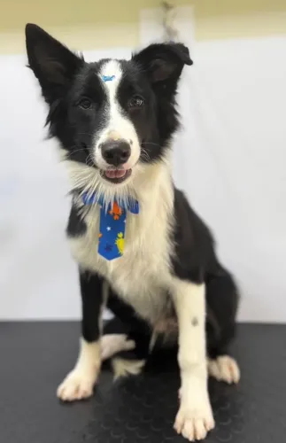 Border Collie Filhote Adestrado