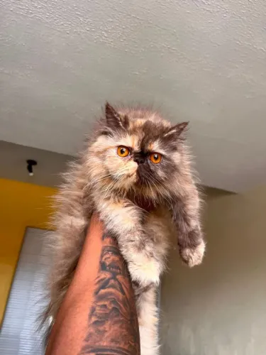 ? LINDA GATINHA PERSA PURA ? 9 MESES ?