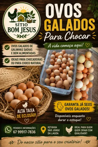 OVOS CAIPIRA GALADOS ou CONSUMO